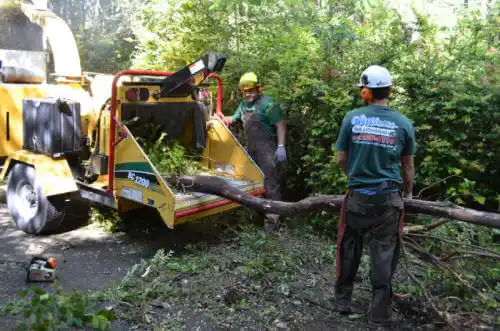 tree services Boonville